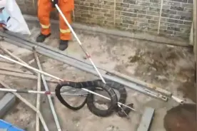 云南一村民家中发现剧毒眼镜王蛇，“数小时内可致命”图片