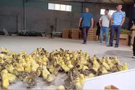 拆穿以“订单农业”为名的骗局图片