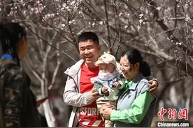 呼和浩特春日桃花盛开 游人如织图片