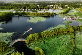 镜观中国·新华社国内新闻照片一周精选丨山东微山:湿地保护彰显生态靓色（5）图片