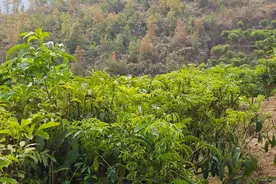 临沧临翔：野菜“下山” 变靠天吃饭为规模化生产图片