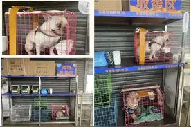 猫猫也可以一起坐大巴出行了？广东一客运站推出携宠乘车服务图片