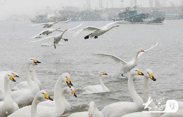 温泉袅袅、候鸟翩翩、冰雪灼灼——这个冬天，齐鲁大地邀你来场“冷”与“暖”的双重奔赴