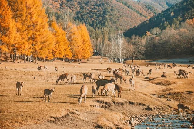 东北秋景天花板,错过再等一年