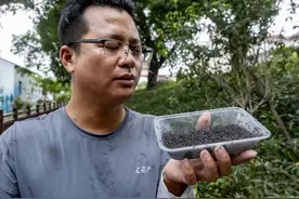 他放飞了30万只蚊子！没想到……图片