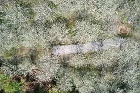 花期不等人！闽清上莲乡百亩“香雪海”进入最佳观赏周图片