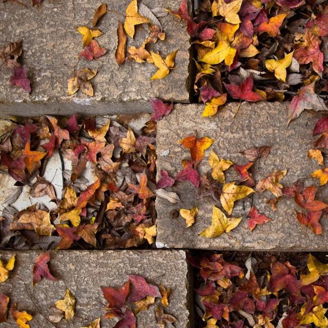 去有“枫”的地方，团风大崎山“枫”景正好！