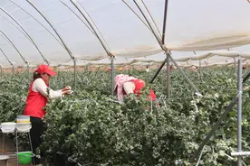 马龙区纳章镇：“家门口务工” 生活更“莓”好图片