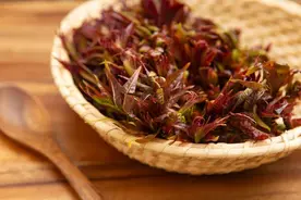 【宁品读】一芽香椿一芽金图片