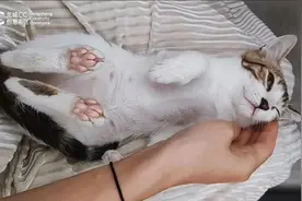 “三脚”流浪猫“入职”深圳文艺街区，直播不红靠卖萌赚猫粮图片