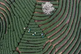 访谈｜邱贵溪：为何说《茶经》译介可品味东方智慧？图片