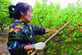 黑山寺乡：又见杏扁丰收时图片
