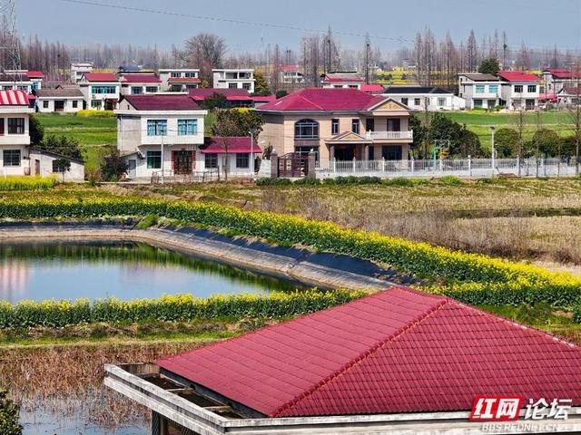 【赴春之约】安乡春游记：看油菜花织就的金色水乡