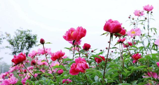 来溧水看“花花世界”