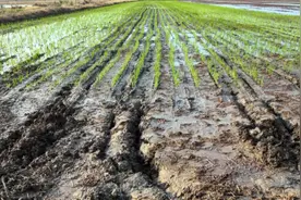 怀远：机械化插秧 助力水稻增产增收图片