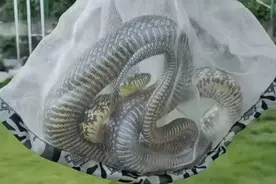 现实版“贪吃蛇”！偷偷潜入，竟吞下了700多只鸽蛋图片