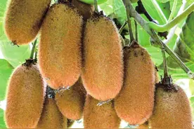 西峡猕猴桃 中国人的阳光金果图片