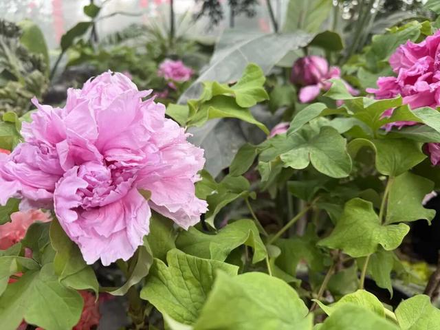 开了，开了！呼和浩特顶流回归！近万株齐绽放，第一波市民已经被惊艳到了！赶紧通知家人！附具体地址