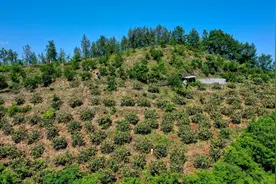 贵州沿河：金黄枇杷挂满枝 采摘尝鲜正当时图片