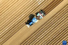 河北枣强：播种花生图片