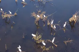 果然视频|青岛大沽河湿地初现金色，数百只白鹭野鸭飞舞、栖息图片