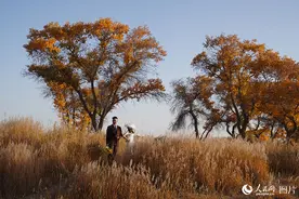 新疆泽普：十月金秋赏水上胡杨图片