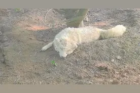 白狐趴在地上奄奄一息身上还招了苍蝇，园方：因打斗脱水所致，已救治图片