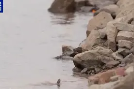 连办案民警都遭网暴！央视还原“胖猫”事件真相图片