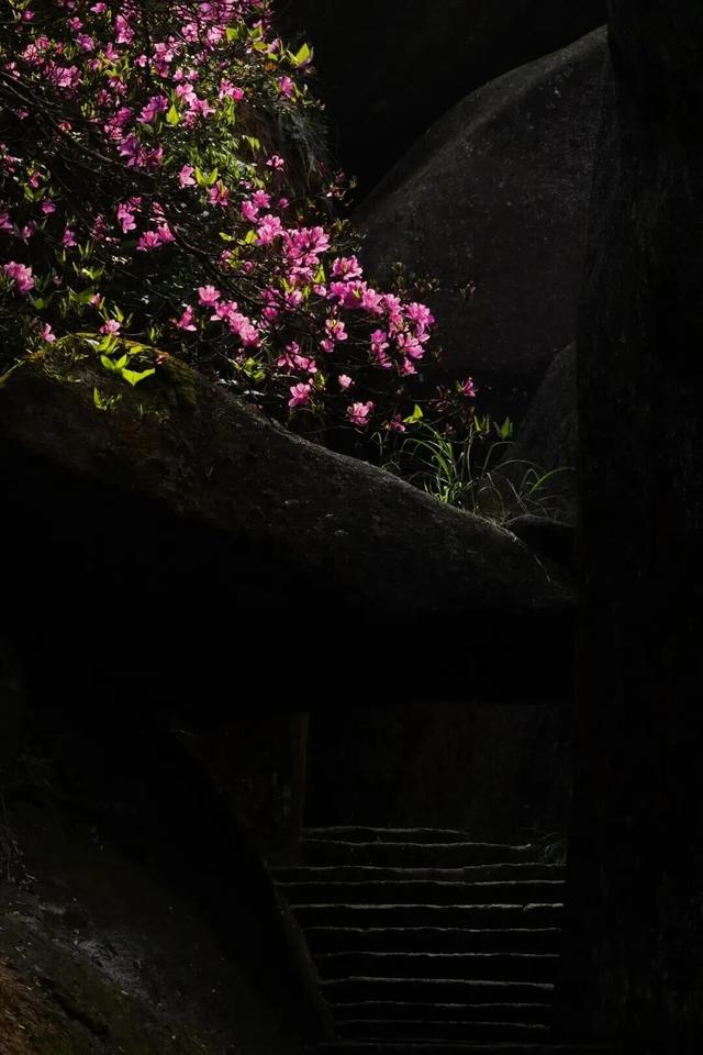 别辜负春天！4月宁德1景区进入颜值巅峰！快来赏花~