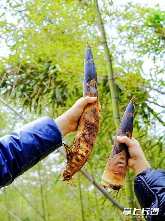 石燕湖景区：游客上山挖笋，笑称“最接地气”