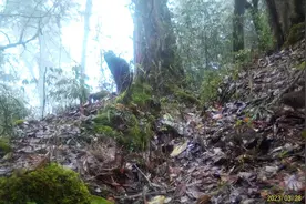 美姑大风顶再次拍到濒危物种四川山鹧鸪图片