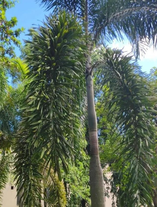 绿意萦绕，人居与自然之和鸣——儋州亚澜湾小区与中湖公园植物调查
