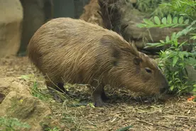 太吸粉了！你是“卡皮巴拉”人格吗？图片