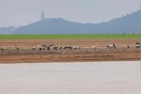 30多种越冬候鸟“先头部队”飞抵鄱阳湖湖口水域图片