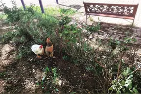 莱山区中铁逸都小区有人养鸡 居民：鸡粪遍地惹人嫌 物业：将安排保安去处理图片