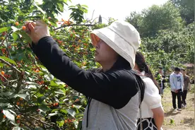 南漳：樱桃树下寻“樱缘” 采摘联谊乐不停图片