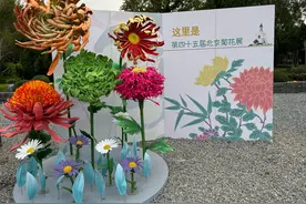 菊花文化节开幕，九大展区千余品种菊花待市民游赏图片