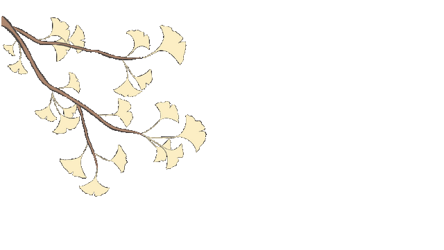 象山区的银杏也黄了，请收下这份限定的金色浪漫