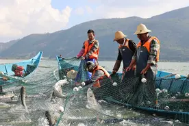 12月25日，玉溪江川开渔！图片