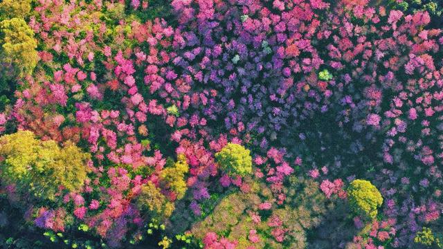 一半山水一半樱，是普者黑的冬日温柔——有一种叫云南的生活之365天