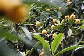 从“种得好”到“卖得俏”，苏州东山解锁枇杷产业“共富”密码图片