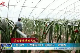 高质量发展看定边 | 十里沙村：火龙果迎丰收 创出红火“致富路”图片