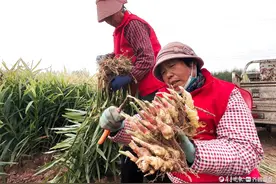 黄姜迎来收获季，田园风光好靓丽图片