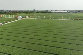 为推动粮食大面积单产提升贡献“百农”力量——2025年百农小麦新品种暨新技术培训会纪实图片