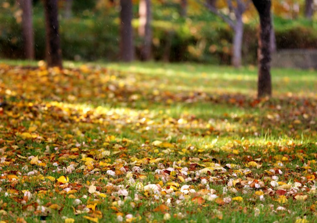 走，到郑州航空港“捡秋”去！丨港视角