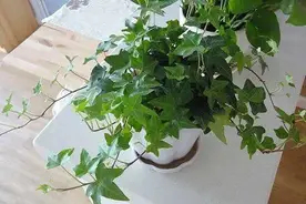 揭秘黄梅季“除湿小能手”，这些绿植盆栽有妙用，快来看看吧→图片