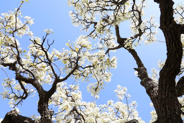 剧透！郑州各公园郁金香、海棠、紫荆、梨花、玉兰等花展啥时办？