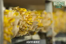 《种地吧》“518爱侬日” 十个勤天创意直播赋能农文旅新业态图片