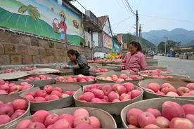 乡村行·看振兴丨山东烟台：苹果再迎发展黄金期图片