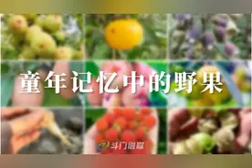 身价暴涨！卖到150元/斤！这些野果，不少斗门人摘过…图片